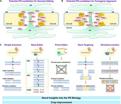 Genome Editing for Plasmodesmal Biology
